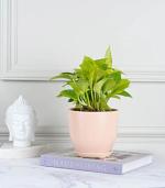 Nurturing Green Money Plant Gold With Modern Design Pastel Millennial Pot