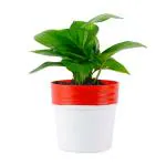 JESAA GREENS Money Plant for Air Purifying Plants with White and Red Pot for Home & Office Dcor | Easy Care | Lucky Plant | Plant for Gifting | Indoor & Outdoor Home Decoration | Pack of 1