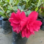 ONLINE PLANT BAZAR AZALEA FLOWER PLANT(PACK OF-1)
