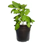 HN Organics Rama Tulshi / Indian Holy Basil Plant With Pot (Mini Pot)