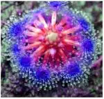 NooElec Seeds India 35+ SEEDS- Drosera Sundew Carnivorous Flower Seeds Bug Eating Exotic Spider Plant Seeds