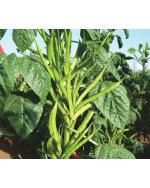 Afflorance Guar Phalli Vegetable Seeds (Pack of 20 Seeds)