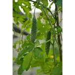 CooPany Kakara Kayi / Long Bitter Gourd / Haggala Kai Seeds (22 Seeds)