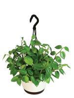 UGAOO Peperomia Creeper Natural Live Indoor Plant With Hanging Pot