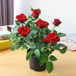 Cloud Farm Red Rose Healthy Plant Traditional Indian Fragrant Desi Red Rose Plant CF_2005