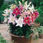 PARYAVARAAN Bulbs Oriental Mixed Lily Flower Bulbs Mixed Colour For All Season Pack of 5 Bulbs