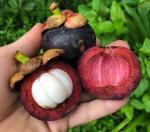 PUNARVA Mangosteen Hybrid Plant - 300 Mm