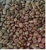 Green India Shami Tree/Banni Tree/Vanni Maram/Prosopis Cineraria Tree Seeds _50 gm