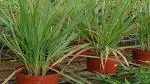 Platone Raj MohiniPlant Raj Mohini Plant With Black Without Pot