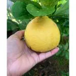 Cloud Farm Nimbu Big Size ball Pati Lemon Variety Fruit (Air Layering/Grafted) Healthy Plants & Tree(1.5-2 Ft Size)Pack Of 1,CF_L64