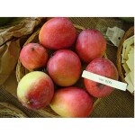 Exotica Orchids Van Dyke Mango Plant-Grafted