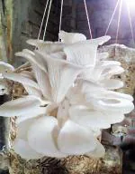 Platone Oyster Mushroom Spawn/Seeds Edible CO2 Variety Grow Kit Spawn.(400 Grams)