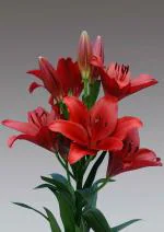 PARYAVARAAN Lily Flower (Red 2)