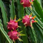 Online Plant Bazar Red Dragon Fruit Live Plant-D09R