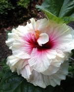Cloud Farm Hybrid White Hibiscus Plant - 200 mm CF_A165