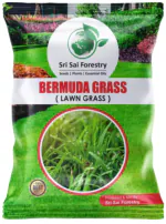 SRI SAI FORESTRY Bermuda Grass Seeds for Lawn, Home Garden Grass Seed - Pack of 1000 Seed