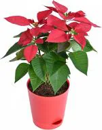 The Entacloo Poinsettia PlantPanchitiya Planteco worlds Poinsettia Plant