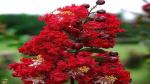 Corofitam Jasmine Plant Red Crape Myrtle Live Plant A
