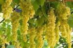 Cloud Farm Hybrid Perlette Grape Plant - 200 mm CF_O79