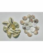 ZYANA Multicolor Siddha Gomati Chakra and Kodhi (11 pc)