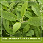Farmgokart | 30 Seed Pack of SAGE SEEDS | Best Suitable For Terrace And Home Gardening