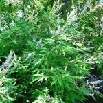 Plantzoin Chaste tree Nirgundi Vitex negundo Begunia Live Plant