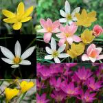 PARYAVARAAN Rain Lily / Zephyranthes Healthy Best Flower Bulbs (Multicolour Pcs 20)