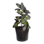 HN Organics Krishna / Shama Tulshi / Indian Basil Plant With pot (Mini Pot)