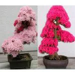 Japanese Sakura Cherry Bloosom Flower Plant Seeds
