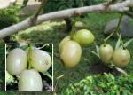 ONLINE PLANT BAZAR WHITE JAMUN FRUIT THAI VARIETY GRAFTED PLANT(PACK OF-1)