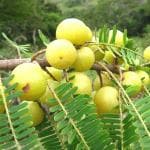 Plantzoin Indian gooseberry Amla Phyllanthus emblica Aanla Live Plant