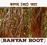 SS520 Bargad Jata 200g. Dry Banyan Root Vat Bad Ki Dhadi Bad Marri Udala Aalam Ver Ficus Benghalensis Indian Fig Bargad Jad Aal Root Aerials