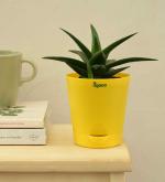 UGAOO Aloe Vera Mini Plant Succulent Live Plant with Pot