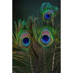 UPHAAR Natural Peacock Feather 24 Inch | Mor Pankh | Real Peacock | Feather Tails for Home Decor Full Length | Good Luck Art and Craft & Worship | Pack of 10