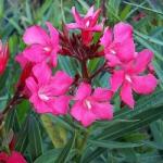 PARYAVARAAN Kaner Pink Flower Live Outdoor Plant With Pot For Home Gardening