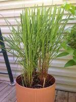 Cloud Farm Hybrid Oily Lemon Grass Plant- 200 mm CF_O476