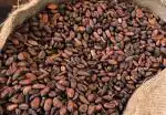 LJL Traders Cocoa Bean Natural for Vegetarian 1 kg