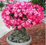 Cloud Farm Hybrid Adenium Plant - 200 mm CF_A07