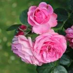 ADITYA GREEN PLANTS AGP Pink Desi Gulab Rose Live Plant in Poly Bag