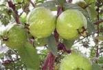 Cloud Farm Hybrid Baruipur Guava Plant - 200 mm CF_O379
