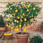 Cloud Farm Hybrid Lemon Plant - 180 mm CF_1079asd5