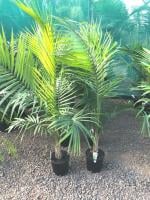 Plantzoin Majestic palm Majesty palm Ravenea rivularis Live Plant