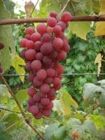 PLATONE Grapes Plant (Hybrid, Pack Of 1)