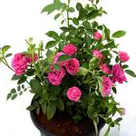 Cloud Farm Rose Plan Baby Pink Paneer Rose Plant Indian Fragrant Rose Plant Chillatai Rose Scented Rose Plant (Pack OF 1),CF_R41