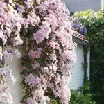 NooElec Seeds India 50+ Seeds- Clematis 'Baby Pink' Flower Vine Seeds For Home Garden - Grow Year Round