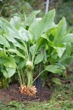 Oxygreenplant Haldi,Turmeric, Halodhi, Haridra, Marmarii, Halud, Halad, Haladi, Yaingang, Ayurvedic Healthy Plant