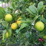 Cloud Farm Healthy Fruit Nimboo Kafir Lime Lemon Plant Citrus Hystrix(Pack Of 1),CF_L99