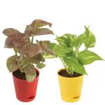 UGAOO Syngonium, Money Indoor Plants With Pot Pack Of 2
