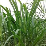 Kapebonavista Typha domingensis Lesser Indian Reedmace Elephant Grass Small Bulrush Lesser CattaiKapebonavista