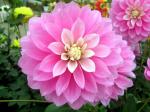PLATONE Dahlia Plant (Hybrid, Pack Of 1)